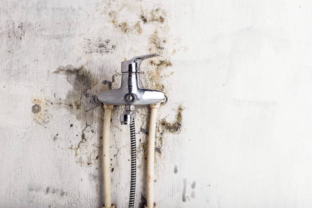Best Professional Mold Removal  in Chillicothe, MO