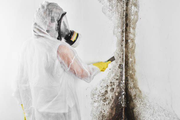 Best Residential Mold Removal  in Chillicothe, MO