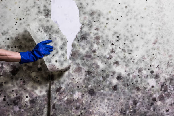Best Commercial Mold Removal  in Chillicothe, MO